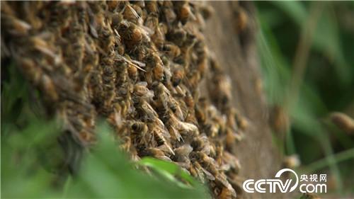 山东小伙儿追寻千里之外的财富