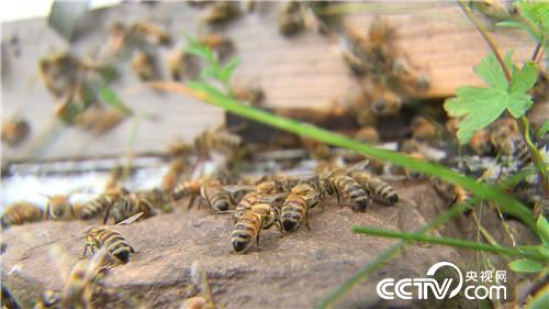 山东小伙儿追寻千里之外的财富