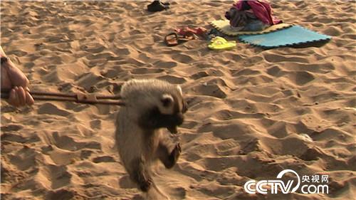 智斗&ldquo;小可爱&rdquo; 年入千万财