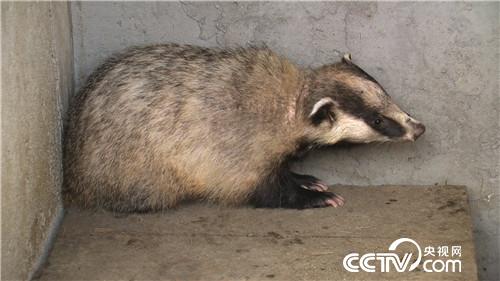 智斗&ldquo;小可爱&rdquo; 年入千万财