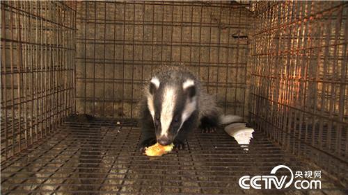 智斗&ldquo;小可爱&rdquo; 年入千万财