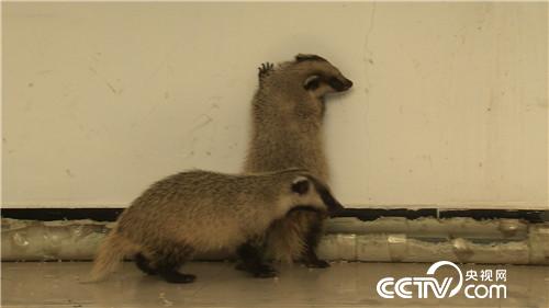 智斗&ldquo;小可爱&rdquo; 年入千万财