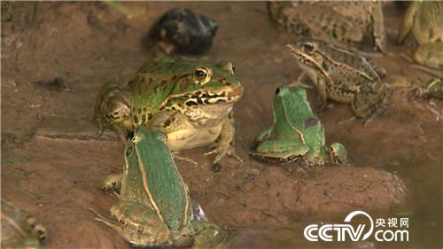 狂人的财富呱呱叫