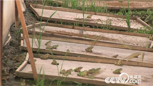 狂人的财富呱呱叫