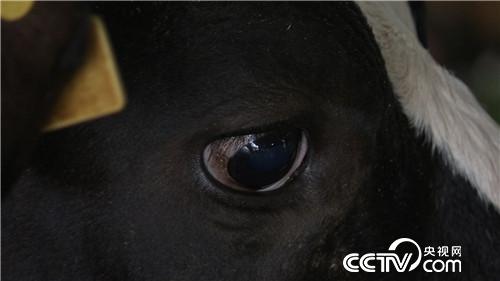 自信男人养甲鱼有何不同