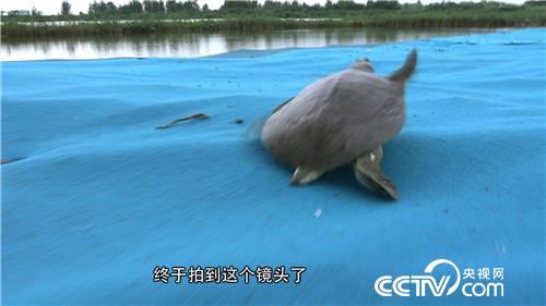 自信男人养甲鱼有何不同