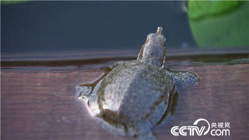 自信男人养甲鱼有何不同