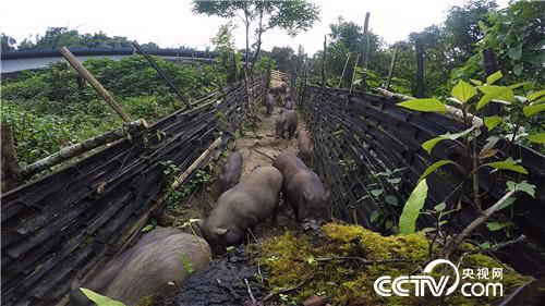 六头小猪如何变出千万财富