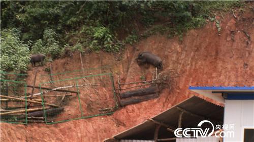 六头小猪如何变出千万财富