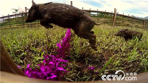 六头小猪如何变出千万财富