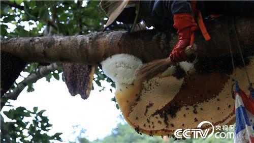 六头小猪如何变出千万财富