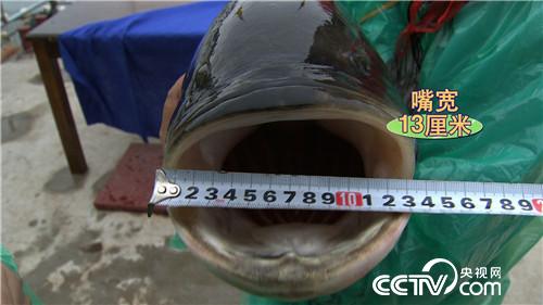 大鱼跳高2分钟　一年赚到千万财