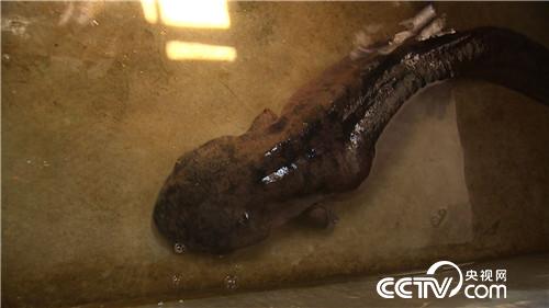 七仙女的财富与梦想