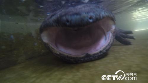 七仙女的财富与梦想