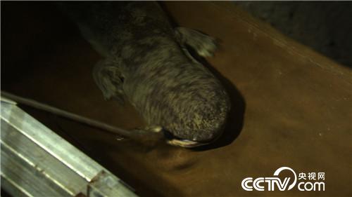 七仙女的财富与梦想