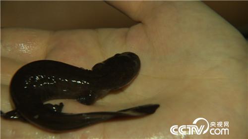 七仙女的财富与梦想