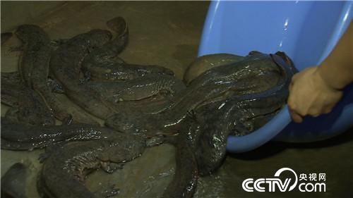 七仙女的财富与梦想