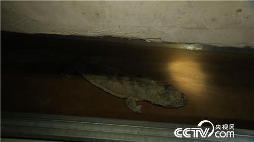 七仙女的财富与梦想