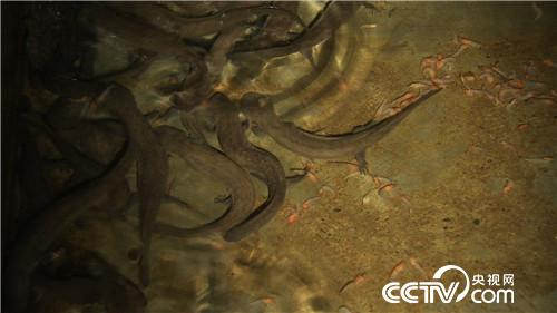 七仙女的财富与梦想