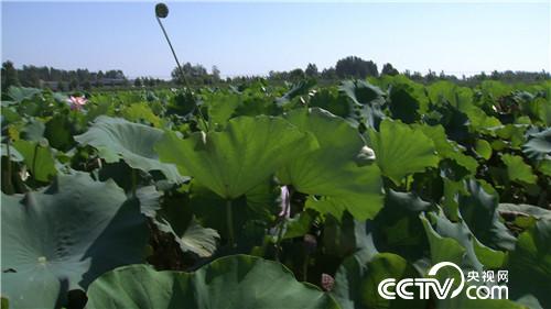 水塘里开出的&ldquo;金莲花&rdquo;