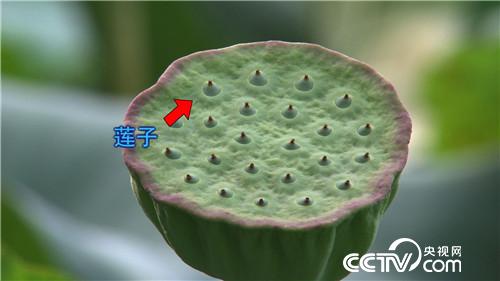 水塘里开出的&ldquo;金莲花&rdquo;