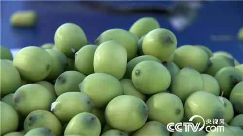 水塘里开出的&ldquo;金莲花&rdquo;