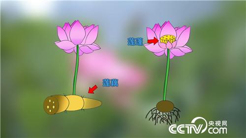 水塘里开出的&ldquo;金莲花&rdquo;