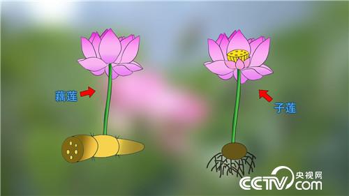 水塘里开出的&ldquo;金莲花&rdquo;