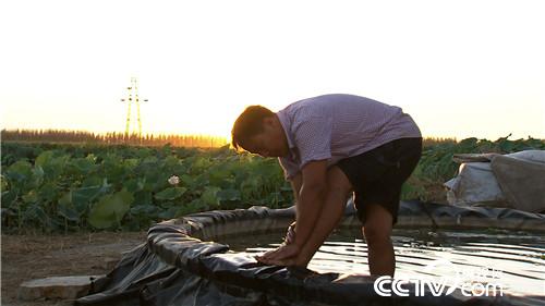 水塘里开出的&ldquo;金莲花&rdquo;