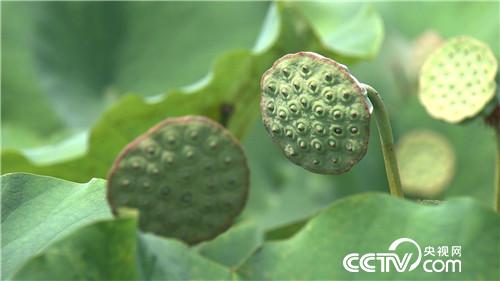 水塘里开出的&ldquo;金莲花&rdquo;