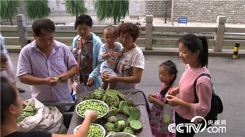水塘里开出的&ldquo;金莲花&rdquo;