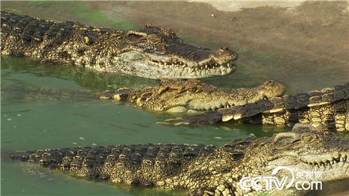 曹大胆儿和他的&ldquo;娃娃鱼+&rdquo;财富秘笈