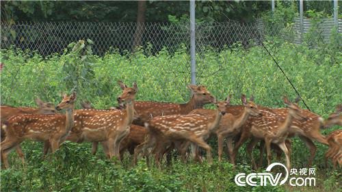 曹大胆儿和他的&ldquo;娃娃鱼+&rdquo;财富秘笈