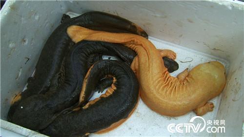 曹大胆儿和他的&ldquo;娃娃鱼+&rdquo;财富秘笈