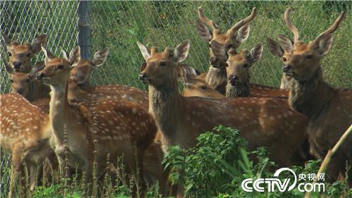 曹大胆儿和他的&ldquo;娃娃鱼+&rdquo;财富秘笈