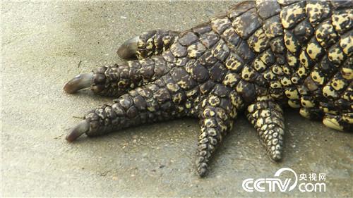 曹大胆儿和他的&ldquo;娃娃鱼+&rdquo;财富秘笈