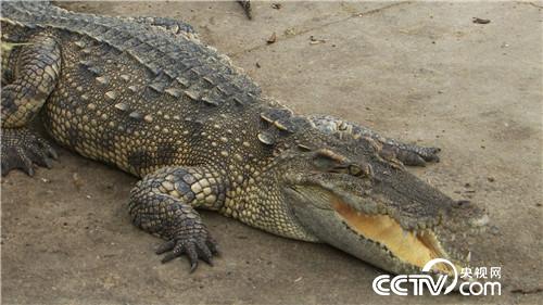 曹大胆儿和他的&ldquo;娃娃鱼+&rdquo;财富秘笈