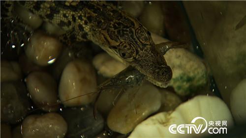 曹大胆儿和他的&ldquo;娃娃鱼+&rdquo;财富秘笈