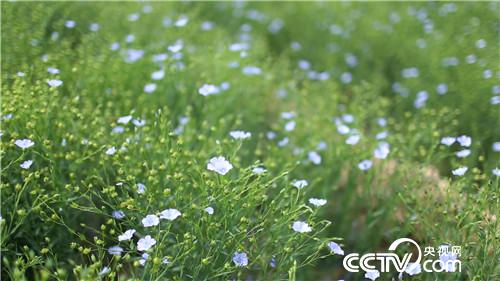 油变奶带来财富