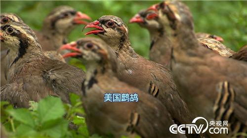 致富经：一夜暴富梦碎后 谷底翻身 11月3日