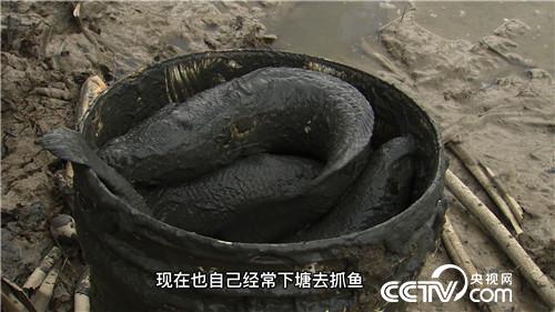 莽撞小伙黑泥塘里捞金