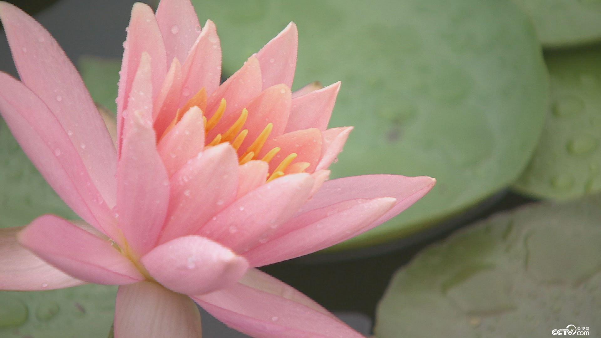 致富经：六旬女汉子发现新商机之后 11月7日