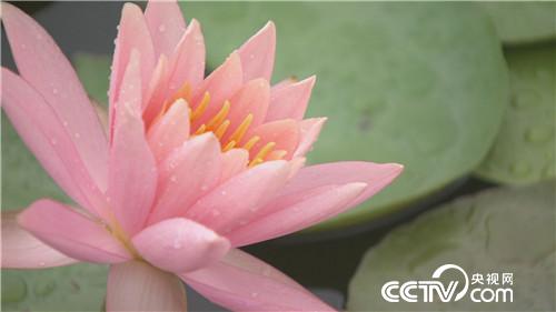 六旬女汉子发现新商机之后