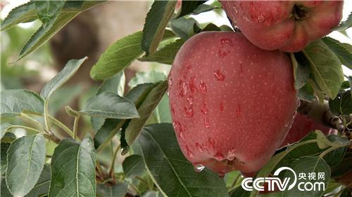 换个地方卖苹果 如何多卖三倍价