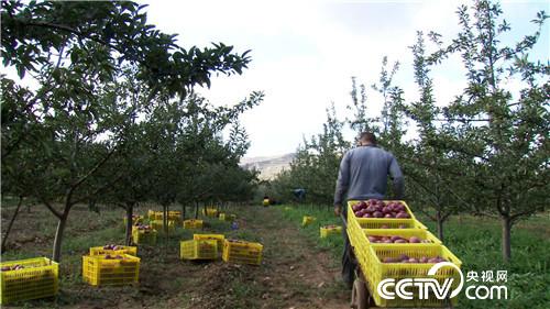 换个地方卖苹果 如何多卖三倍价