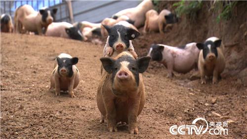 财富从一头小猪卖2万多开始(2016.11.21)