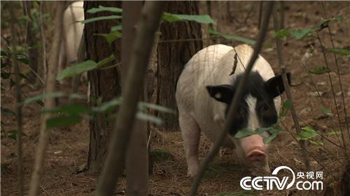 财富从一头小猪卖2万多开始(2016.11.21)