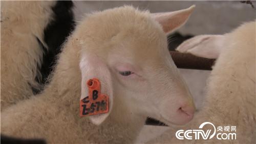 市场低迷 他靠神奇树叶让羊价翻两倍(2016.11.22)