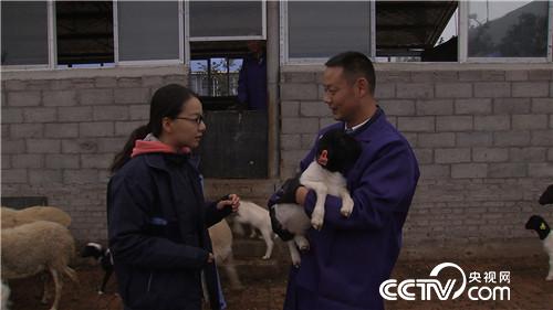 市场低迷 他靠神奇树叶让羊价翻两倍(2016.11.22)