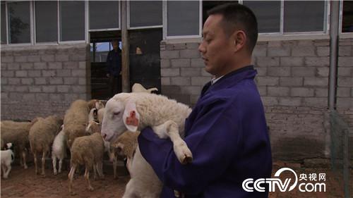 市场低迷 他靠神奇树叶让羊价翻两倍(2016.11.22)